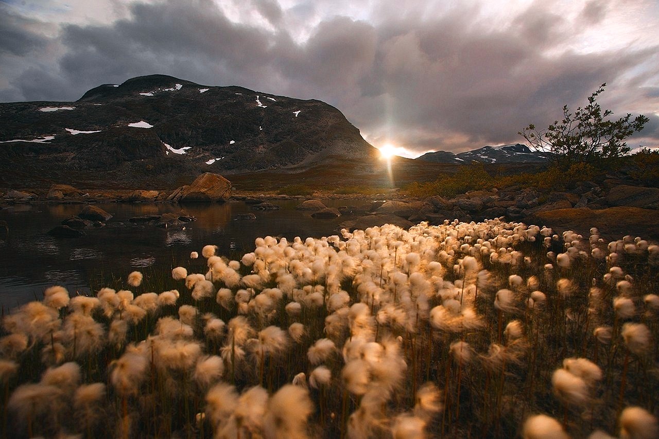 Цветы Скандинавии