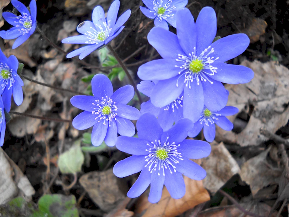 Флора синяя