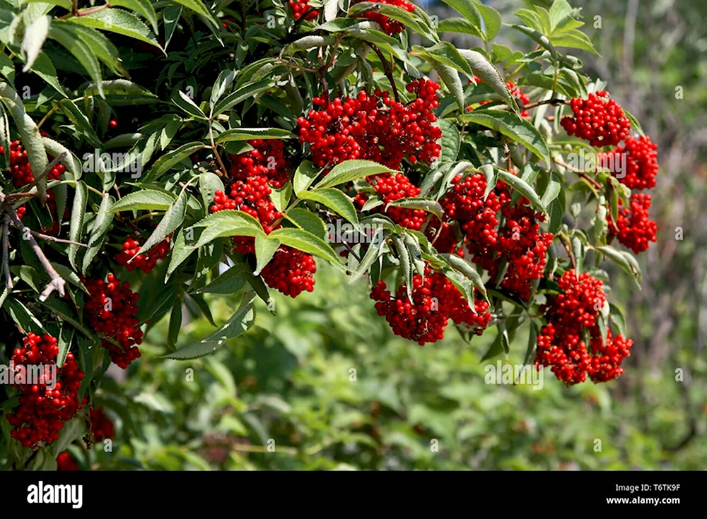 Кустарник с узкими листьями и красными ягодами