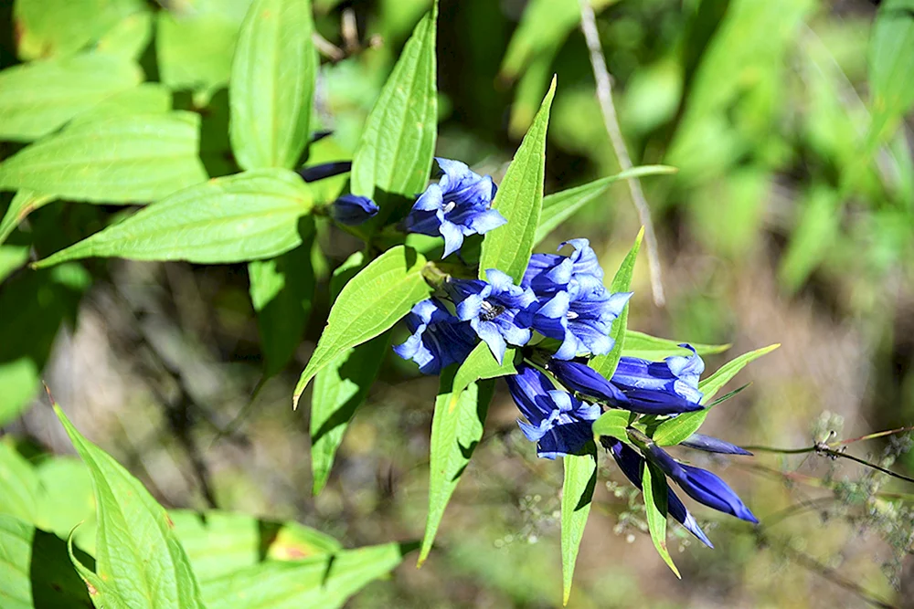 Лесное растение с синими цветами