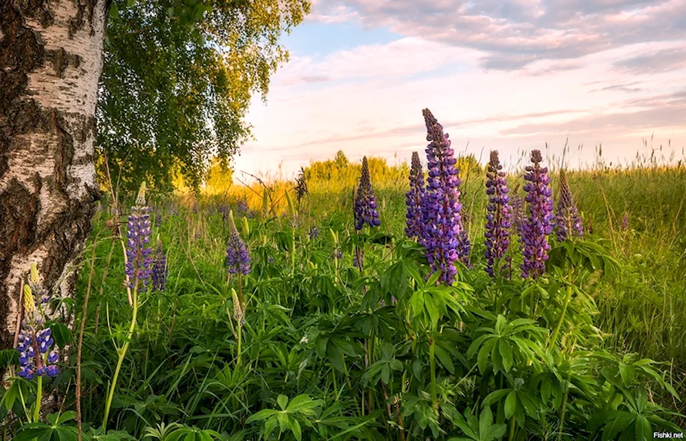 Люпины Хакасия