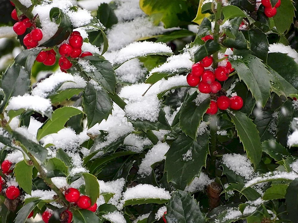 Падуб остролистный ягоды зимой