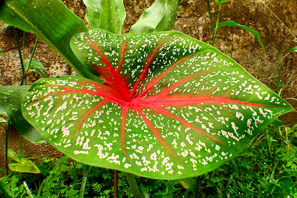 Растение каладиум