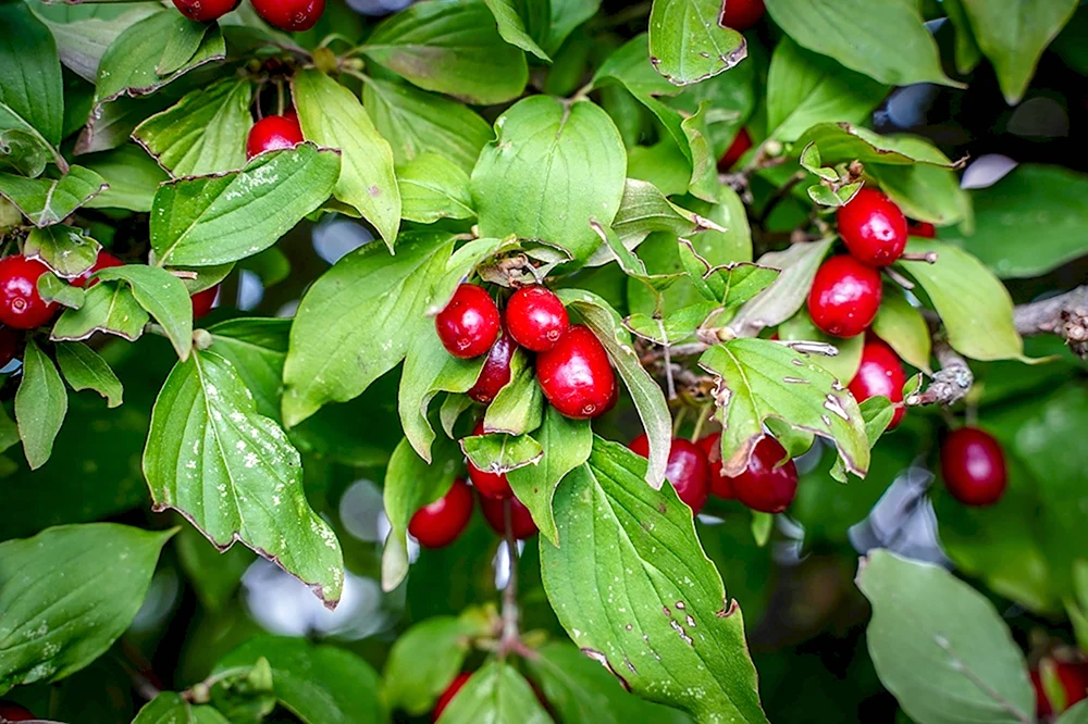 Red Berry ягода