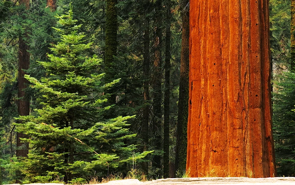 Секвойя вечнозелёная. Лес секвой. Sequoia National Park California. Вальщики леса секвойи.