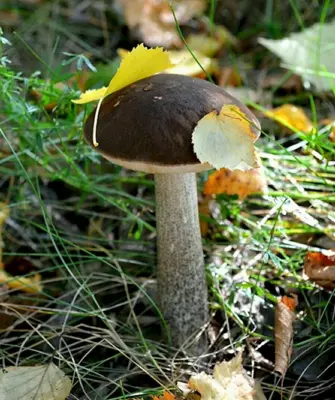 Шлычки грибы