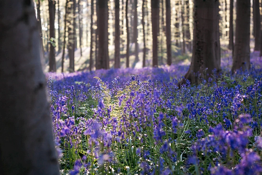 Сказочный синий лес «Халлербос» Бельгия.