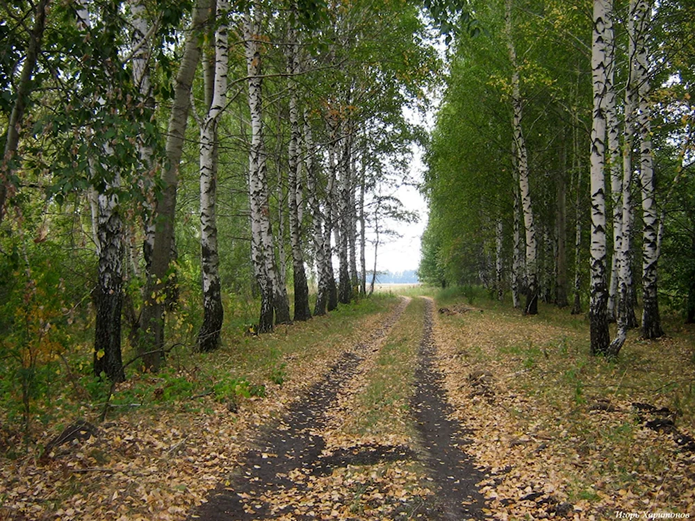 Тропинка в Березовом лесу