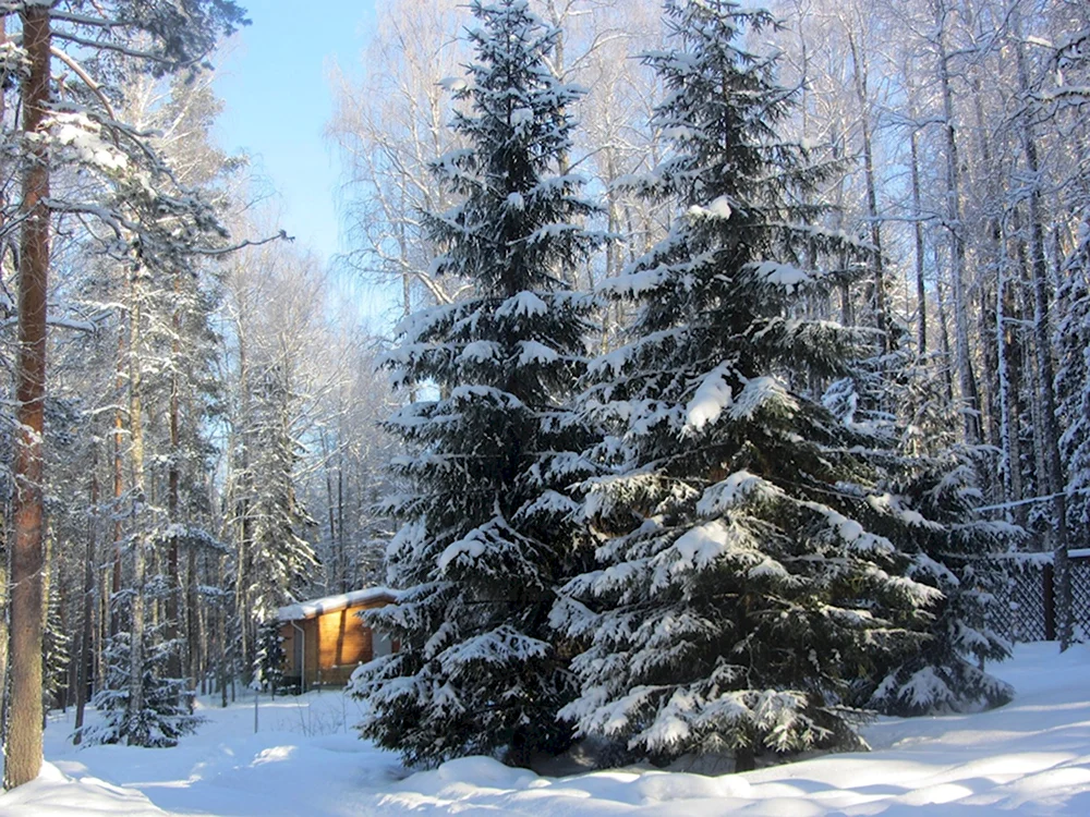 Карельский лес зимой