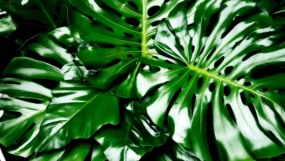 Вариегатные тропические листья