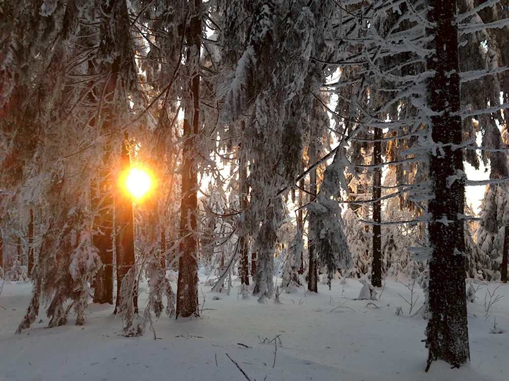 Лесной зимой. Зимний лес. Зимой в лесу. Зима фото. Зимний лес фото.