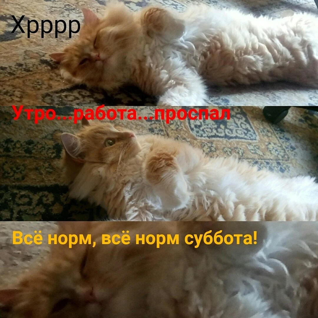 Картинки суббота прикольные с надписями