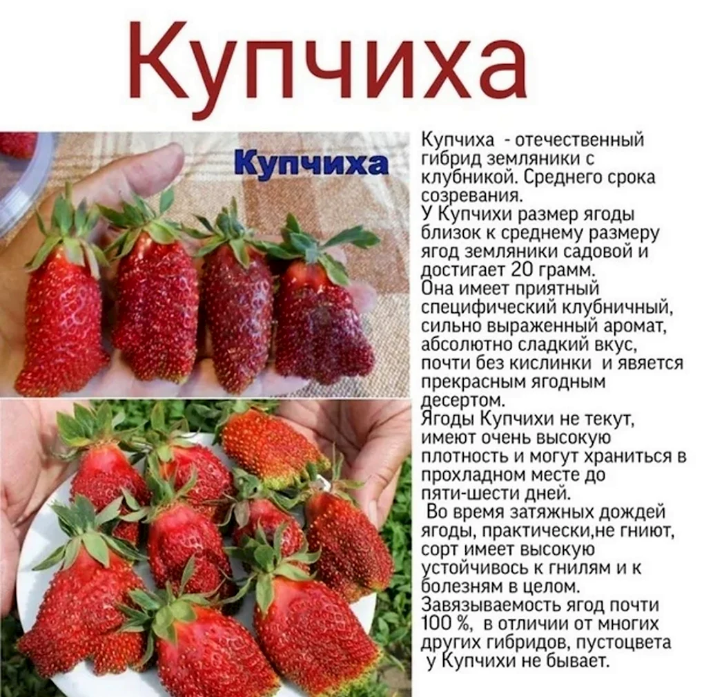 Сорта клубники фото с названием и описанием. Клубника земклуника "Купчиха". Гибрид Купчиха земклуника. Купчиха земклуника семена.