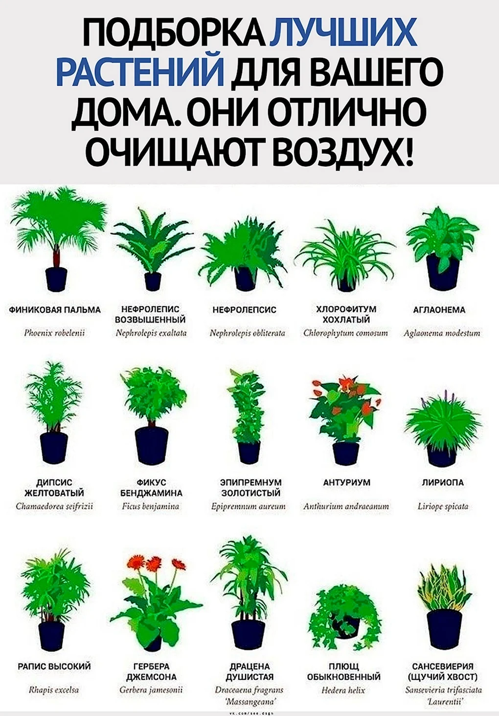 Все домашние цветы (32 фото)