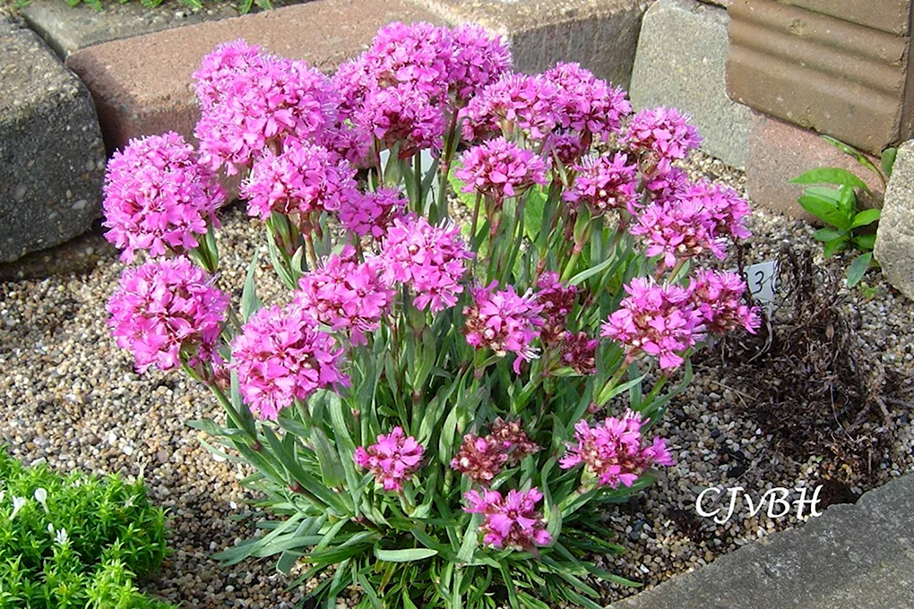 Лихнис вискария ( Lychnis viscaria ). Корневищный неприхотливый многолетник из семейства Гвоздичные