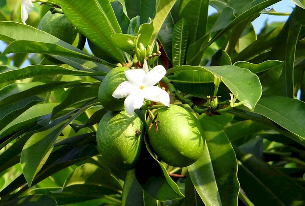 Манго индийское – дерево, древесина и фрукт – Mangifera indica